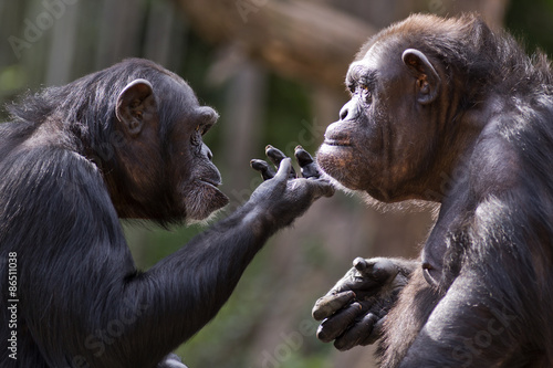 Cuadros en Lienzo Chimpancé cabo controles de la barbilla de otro chimpancé