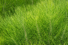 Equisetum Arvense, Field Horsetail Plants, Italy