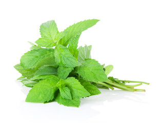 Fresh garden herbs. Mint