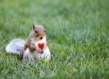 Squirrel Candy