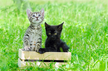 two small gray and black kitten in wooden box, on the grass, outdoor