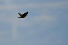 Female Red-Winged Blackbird Flying In A Blue Sky
