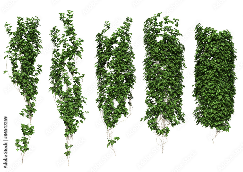 ivy
ivy leaves isolated on a white background. - obrazy, fototapety, plakaty 