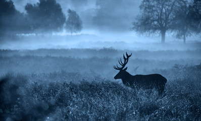 Wall Mural - misty deer silhouette landscape