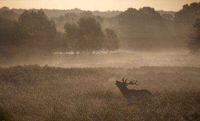 Wall Mural - misty deer silhouette landscape