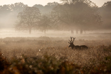 Wall Mural - misty deer silhouette landscape