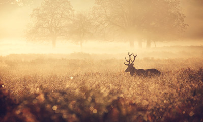 Wall Mural - misty deer silhouette landscape