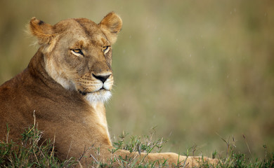 Wall Mural - Lioness profile