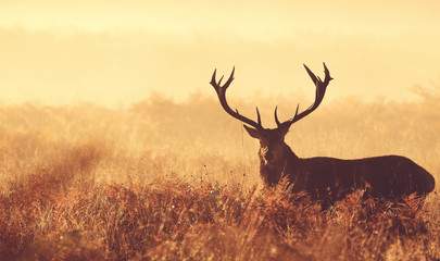 Wall Mural - red deer