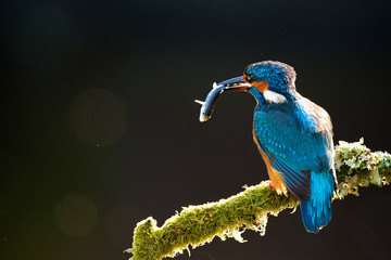 Wall Mural - kingfisher