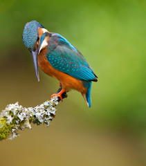 Wall Mural - Kingfisher