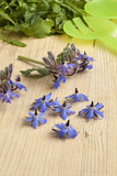 Fototapeta  - Fresh blue borage flowers