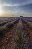Fototapeta Krajobraz - Lavender field