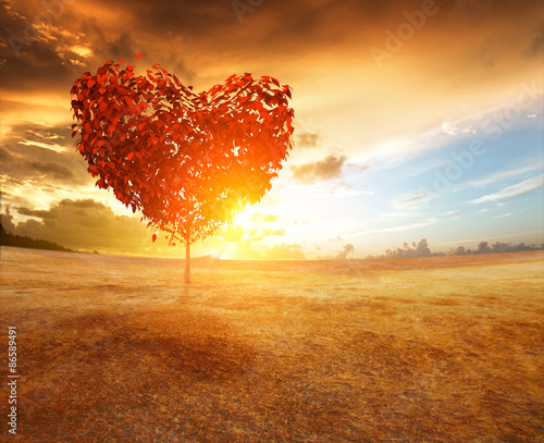 Naklejka dekoracyjna heart tree in the field