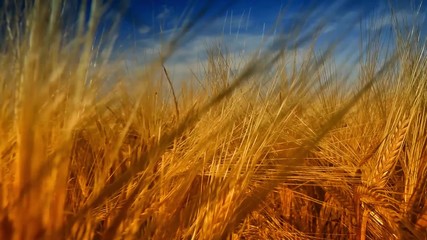 Canvas Print - wheat field and blue sky