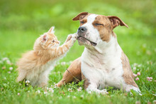 Little Kitten Playing With American Staffordshire Terrier Dog