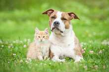 American Staffordshire Terrier Dog  With Little Kitten