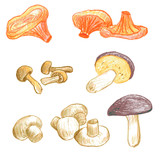 Fototapeta Młodzieżowe - mushrooms vector elements