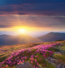 Dawn In The Mountains Of Flowers Of Rhododendron