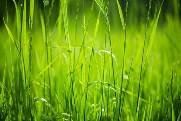 Grass, Backgrounds, Nature.