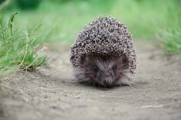 hedgehog on the ground