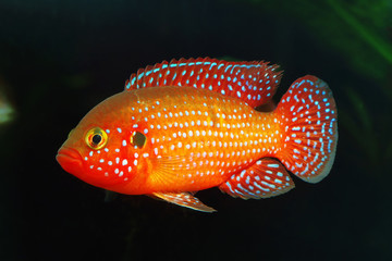 African jewelfish (Hemichromis bimaculatus) 