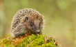 Leinwandbild Motiv Young hedgehog in natural habitat