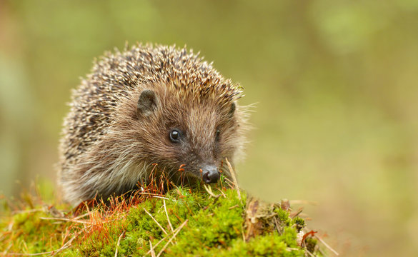young hedgehog in natural habitat