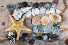 Still Life Of Shells And Starfish