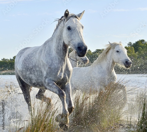 Fototapeta na wymiar Running White horses through water