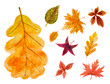 set of autumn leaves. vector watercolor illustration