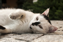 Black And White Cat Lying On Paved Garden Surface Closeup