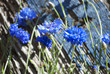 Blaue Kornblumen im Sonnenlicht vor altem Treibholz Brett
