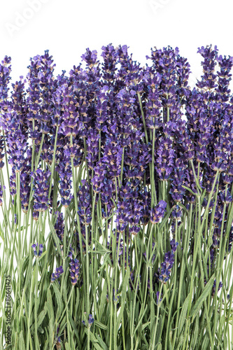 Plakat na zamówienie Lavender flowers over white background. Fresh blossoms