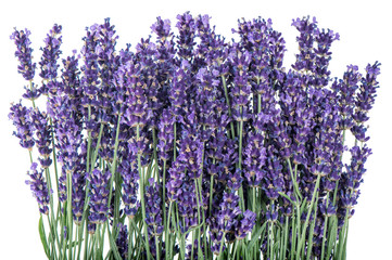 Canvas Print - Lavender flowers over rustic metal background. Fresh blossoms