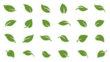 Fototapeta  - leafs green