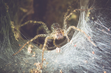 Spider Close up in its hole