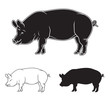 Hand drawn pig set. Vector illustration