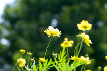 Wall Mural - soft-focus close-up of yellow flowers