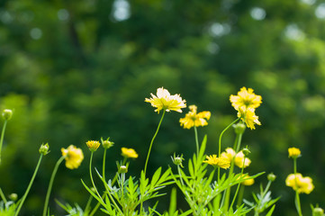 Wall Mural - soft-focus close-up of yellow flowers