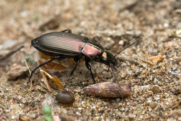 Ground beetle