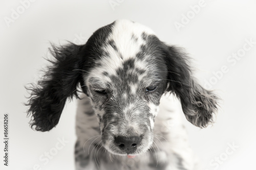 Buffo Ritratto Di Un Cucciolo Di Cane Setter Inglese Bianco E Nero Con Orecchie Volanti Fotografato In Studio Con Sfondo Bianco Acquista Questa Foto Stock Ed Esplora Foto Simili In Adobe