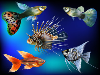 Wall Mural - marine fish in the set