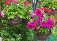 Hanging Baskets With Purple Petunias