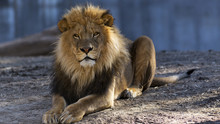 Male Lion Relaxing