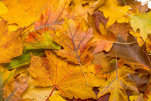 Background Of Autumn Leaves