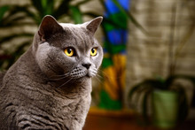 British Blue Cat Portrait
