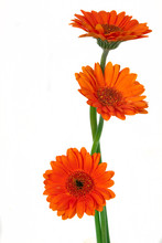  Orange Gerbera Flower