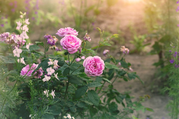  rosebush, pink flowers in a garden