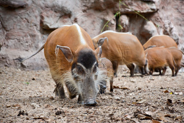 Wall Mural - red river hog